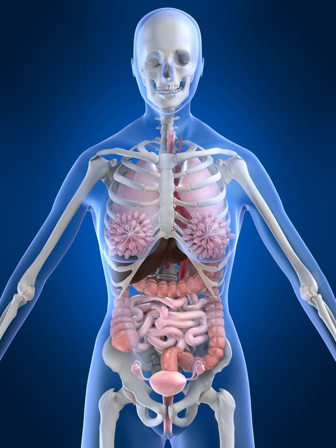 anatomia kobieta ilustracja wektor anatomia kobieta ilustracja wektor