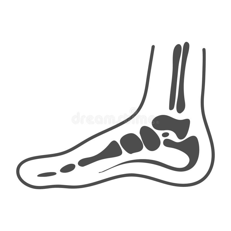 Anatomia mediale del piede isolata su un fondo bianco Illustrazione di vettore