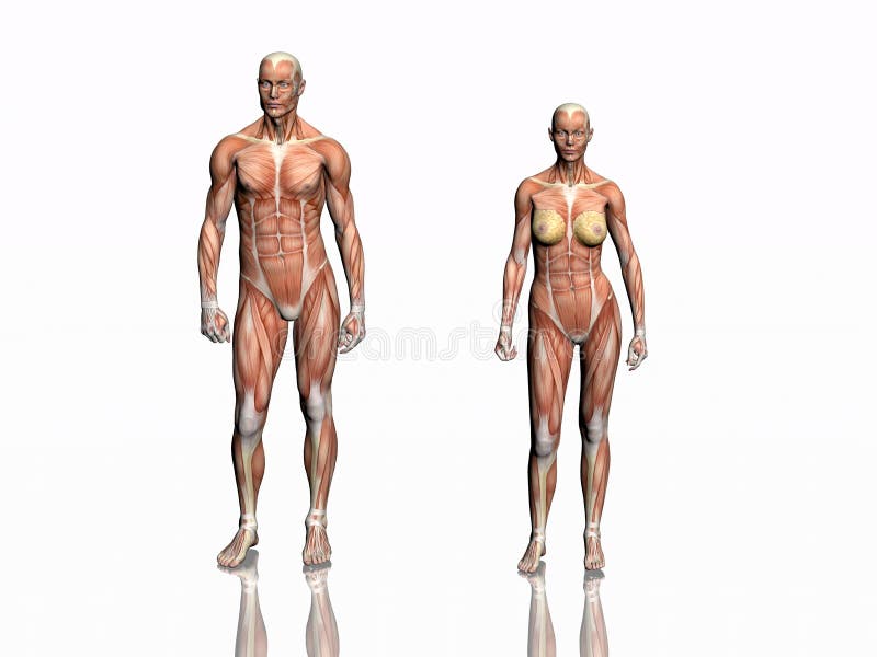 anatomia mężczyzna kobieta ilustracja wektor anatomia mężczyzna kobieta ilustracja wektor