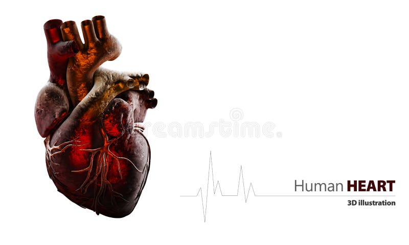 Anatomia Odizolowywająca na bielu Ludzki serce royalty ilustracja Anatomia Odizolowywająca na bielu Ludzki serce royalty ilustracja