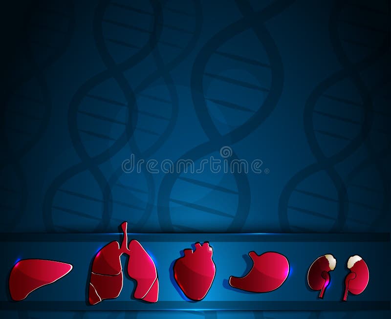 Anatomia organy royalty ilustracja Anatomia organy royalty ilustracja