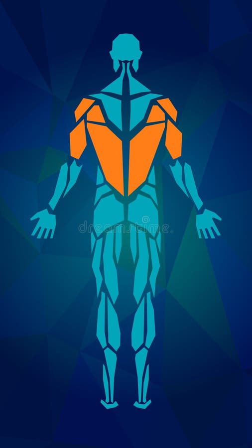 Anatomia poligonal do sistema muscular masculino ilustração stock Anatomia poligonal do sistema muscular masculino ilustração stock