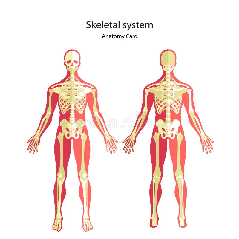 Anatomia przewdonik ludzki kościec Anatomii dydaktyczna deska ludzki kościsty system Frontowy i tylni widok ilustracji Anatomia przewdonik ludzki kościec Anatomii dydaktyczna deska ludzki kościsty system Frontowy i tylni widok ilustracji
