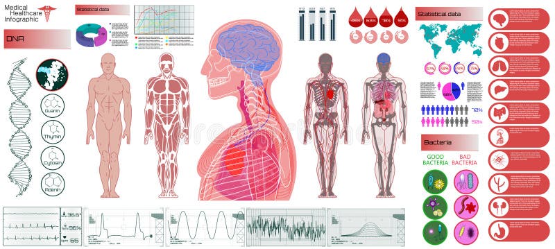 Anatomia umana, corpo con gli organi interni