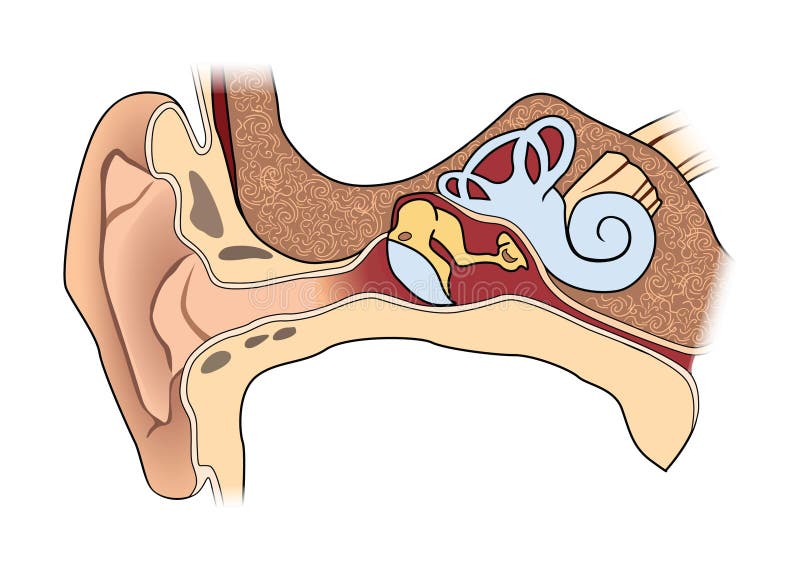 Anatomia umana dell'orecchio illustrazione vettoriale Anatomia umana dell'orecchio illustrazione vettoriale