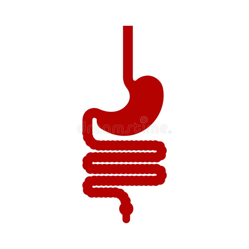 Anatomia umana dello stomaco e dell'esofago e del retto gastrointestinale illustrazione vettoriale Anatomia umana dello stomaco e dell'esofago e del retto gastrointestinale illustrazione vettoriale