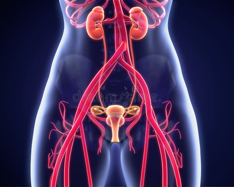 Anatomia Urogenital fêmea ilustração stock Anatomia Urogenital fêmea ilustração stock