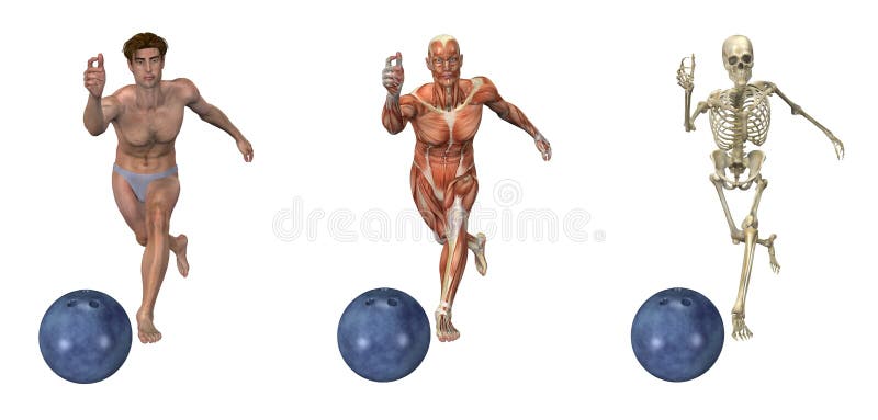 anatomical bowlingsamkopieringar stock illustrationer anatomical bowlingsamkopieringar stock illustrationer