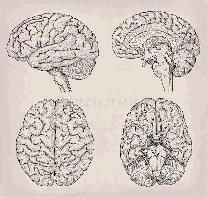 Details more than 137 human brain drawing