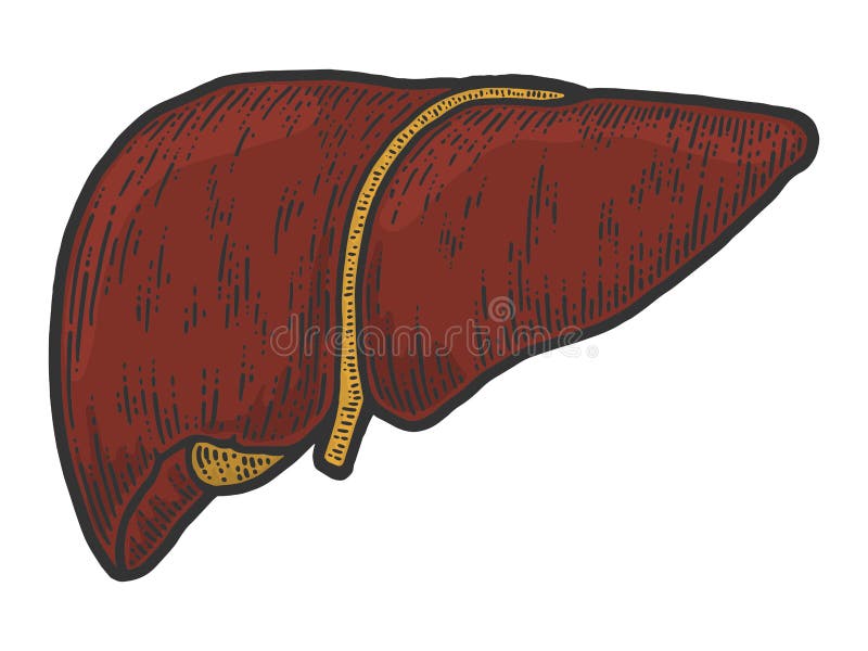 Image Details IST_17697_48970 - human liver sketch icon vector. Hand drawn  blue doodle line art human liver sign. isolated symbol illustration. human  liver doodle icon hand drawn illustration