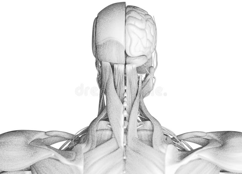 Anatomy Of Male Muscular System Posterior And An Stock Illustration