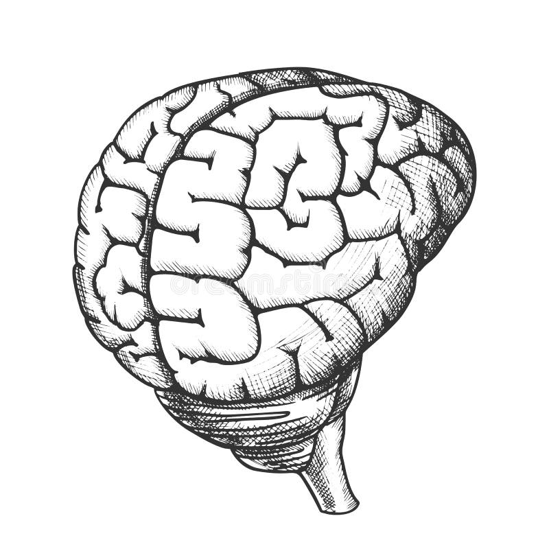 Head Organ Human Brain Top View Vintage Vector Stock Vector ...