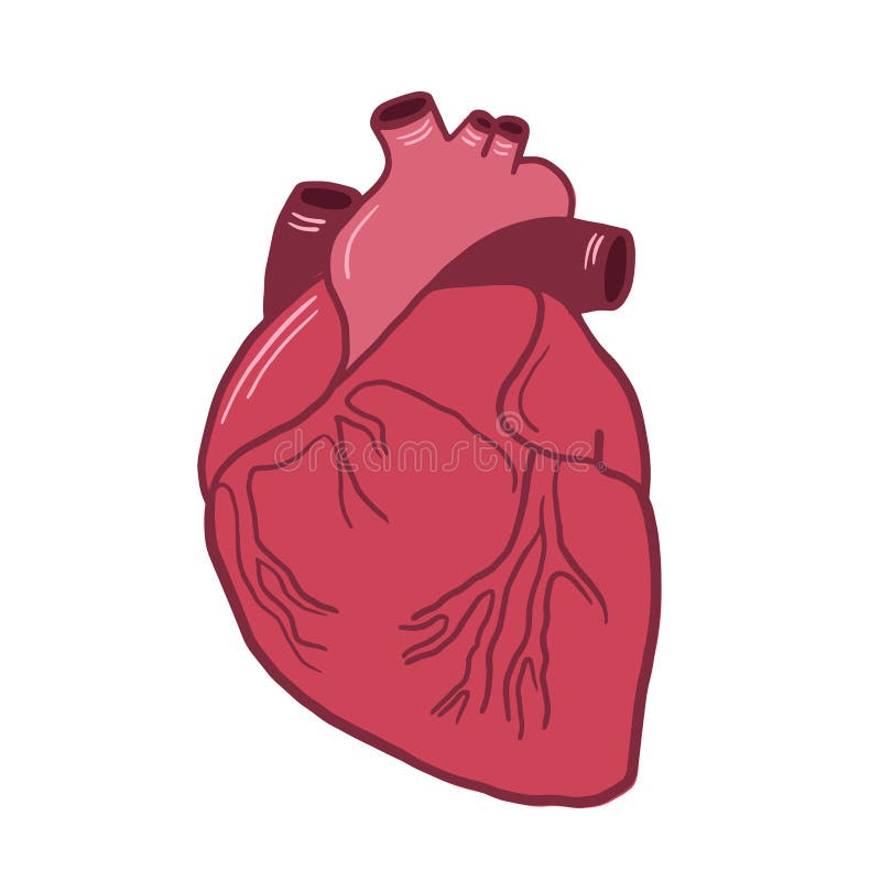 Anatomical Heart Drawing Stock Illustrations 1 927 Anatomical Heart Drawing Stock Illustrations Vectors Clipart Dreamstime Anatomical Heart Drawing Stock Illustrations 1 927 Anatomical Heart Drawing Stock Illustrations Vectors Clipart Dreamstime