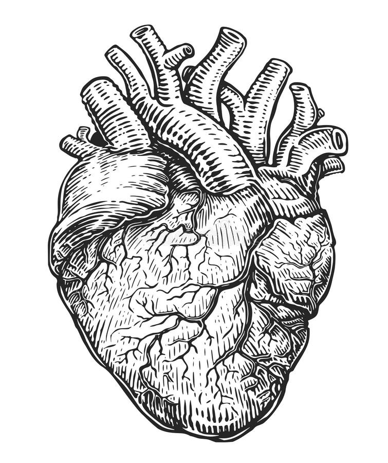 Anatomical Human Heart. Hand Drawn Sketch Illustration in Vintage ...