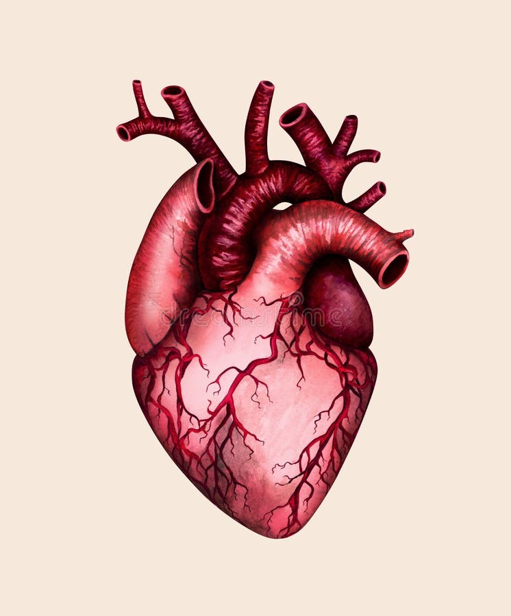 Anatomical Heart Watercolor Stock Illustrations 99 Anatomical Heart Watercolor Stock Illustrations Vectors Clipart Dreamstime