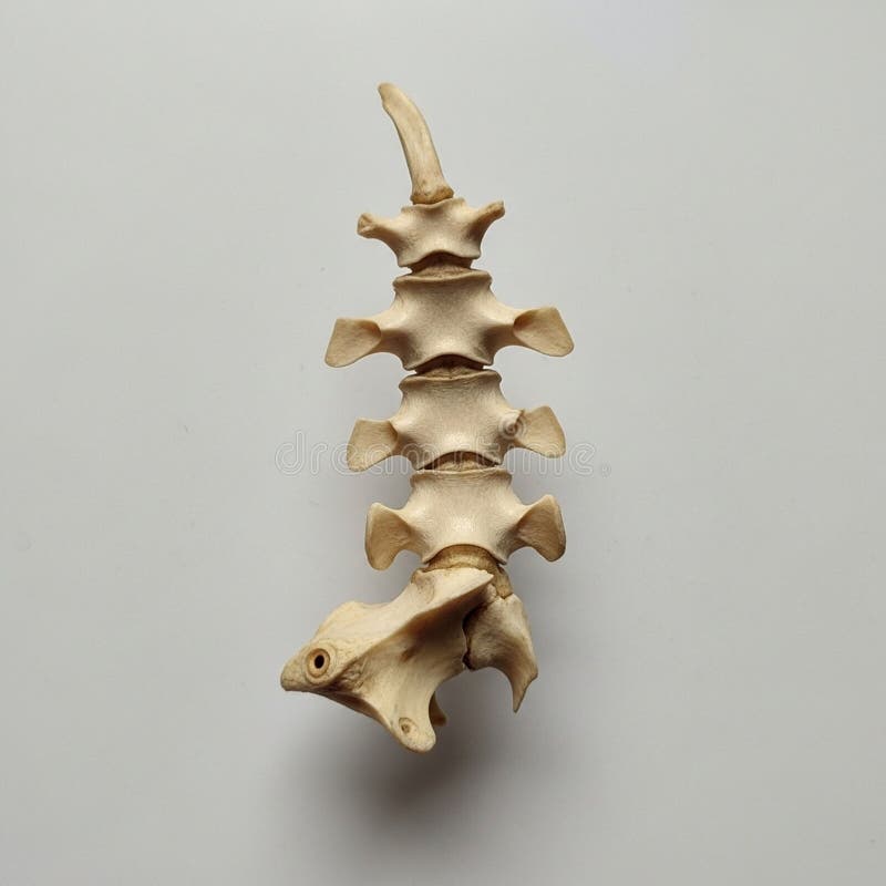 An anatomical model of a vertebral column section, displaying several vertebrae stock illustration