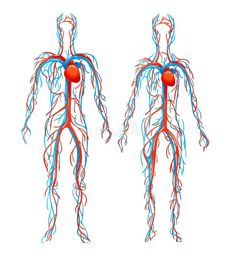 Blood vessels with arteries, veins. 