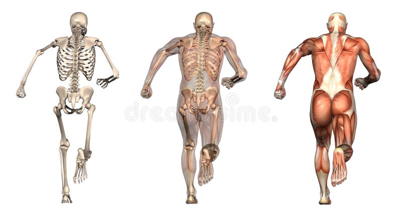 anatomical tillbaka mansamkopieringar som kör sikt stock illustrationer anatomical tillbaka mansamkopieringar som kör sikt stock illustrationer