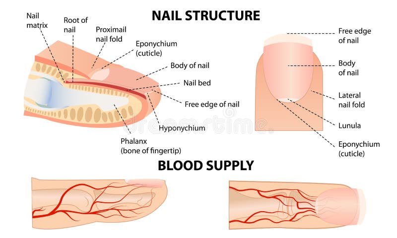 Anatomical training poster. Fingernail Anatomy. Cross-section of the finger. Structure of human nail