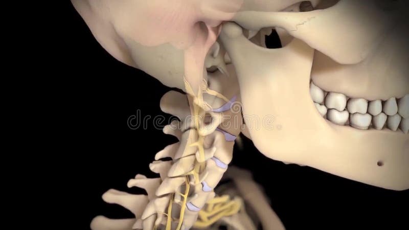 Anatomically Correct 3d of Intervertebral Disc Cervical Spine Stock  Illustration - Illustration of damaged, medical: 220065021
