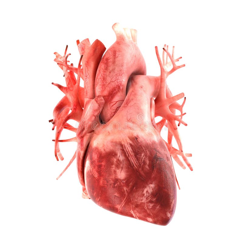 Anatomically Correct 3d Model Of Human Heart Stock Image - Image of