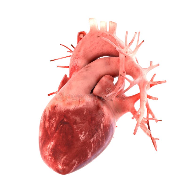 Anatomically Correct 3d Model Of Human Heart Stock Photo - Image of