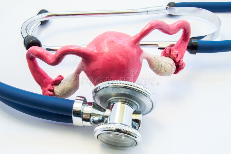 Anatomiczny 3D tomowy kształt macica lub macica z jajnikiem blisko stetoskopu który egzamininuje je, Pojęcie fotografia dla egzam obrazy stock Anatomiczny 3D tomowy kształt macica lub macica z jajnikiem blisko stetoskopu który egzamininuje je, Pojęcie fotografia dla egzam obrazy stock