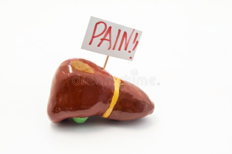 Anatomiczny model wątróbka z plakatem z inskrypcja bólem jest na białym tle Pojęcie fotografia bólowi objawy i syndromy zdjęcie royalty free Anatomiczny model wątróbka z plakatem z inskrypcja bólem jest na białym tle Pojęcie fotografia bólowi objawy i syndromy zdjęcie royalty free