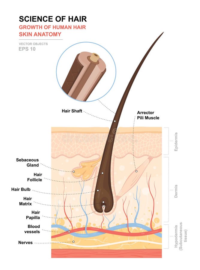 Anatomiczny stażowy plakat Przyrost i struktura ludzki włos Skóry i włosy anatomia Przekrój poprzeczny skór warstwy
