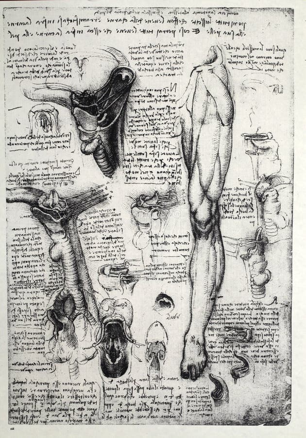 Anatomie stock illustratie Anatomie stock illustratie