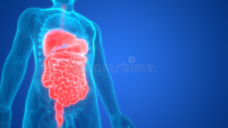 Anatomie d'appareil digestif d'organes internes de corps humain illustration libre de droits Anatomie d'appareil digestif d'organes internes de corps humain illustration libre de droits