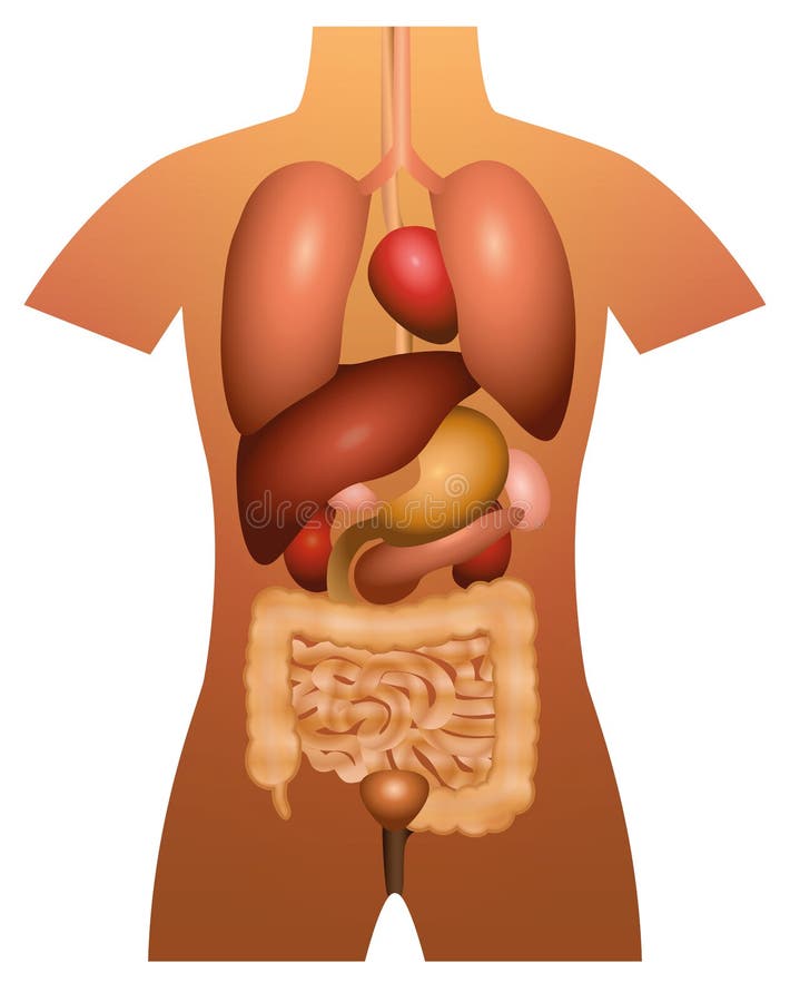 Anatomie d'humain d'organes internes illustration de vecteur Anatomie d'humain d'organes internes illustration de vecteur