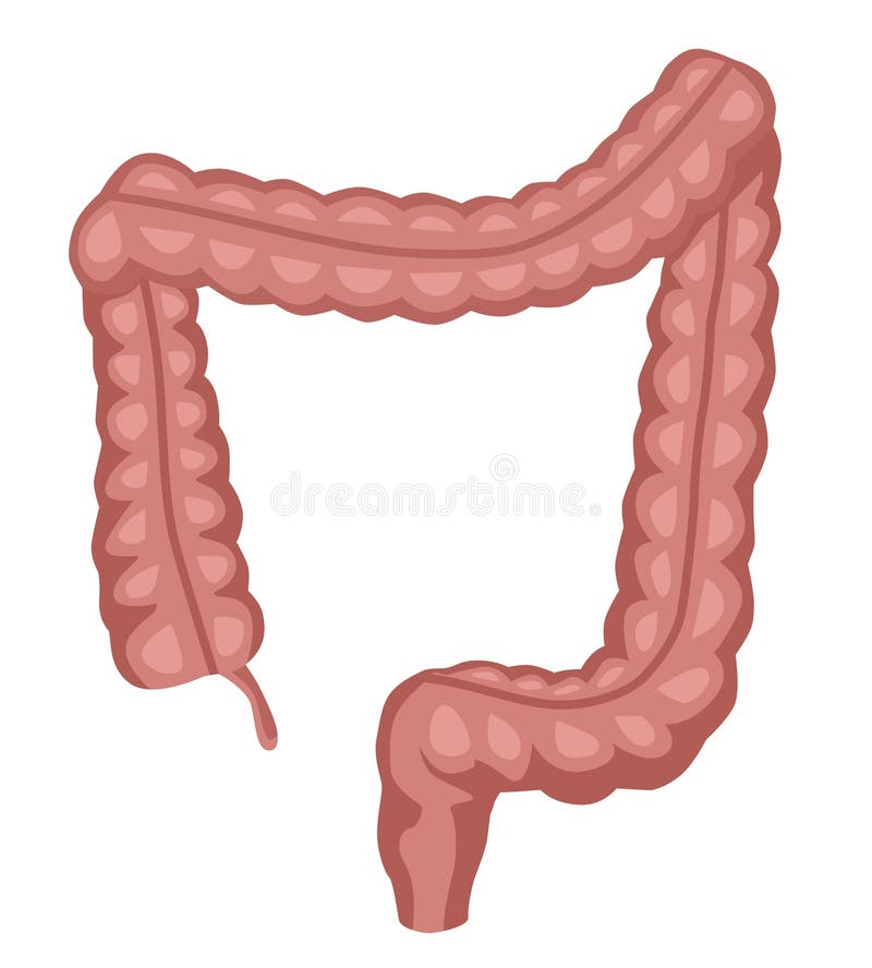 Anatomie d'intestin d'intestins d'appareil digestif humain Illustration colorée de vecteur dans le style plat de bande dessinée illustration libre de droits Anatomie d'intestin d'intestins d'appareil digestif humain Illustration colorée de vecteur dans le style plat de bande dessinée illustration libre de droits