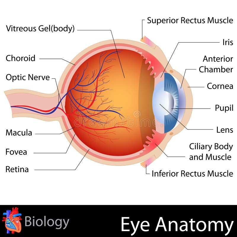 Anatomie d'oeil illustration stock Anatomie d'oeil illustration stock