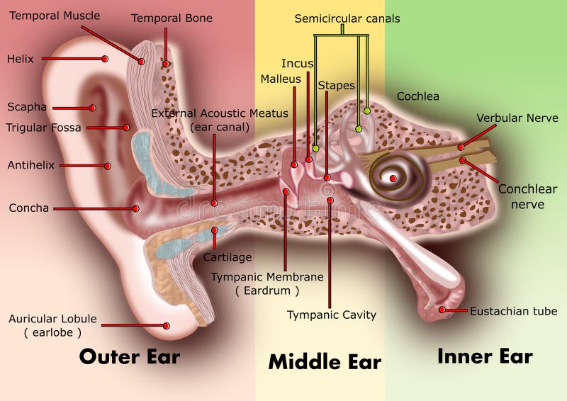 Anatomie d'oreille illustration libre de droits Anatomie d'oreille illustration libre de droits