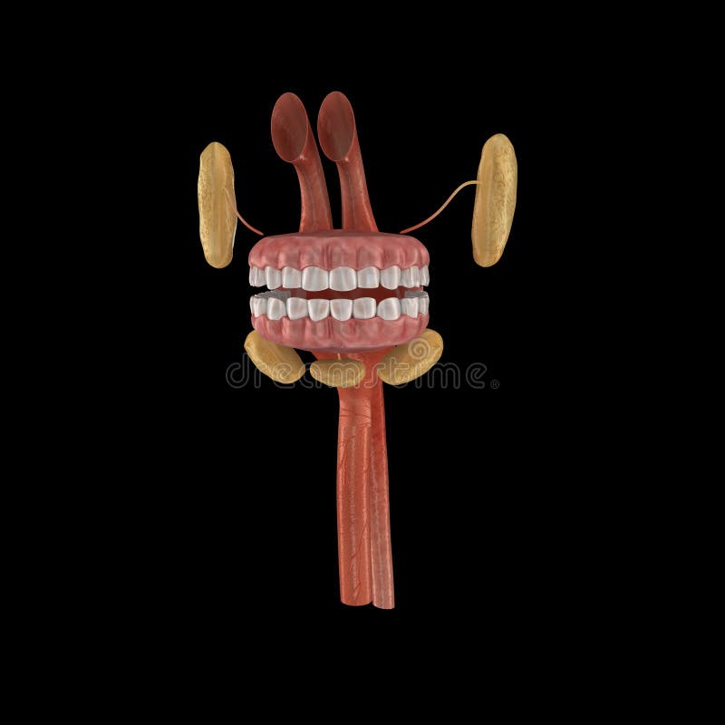 Anatomie de la Bouche illustration de vecteur