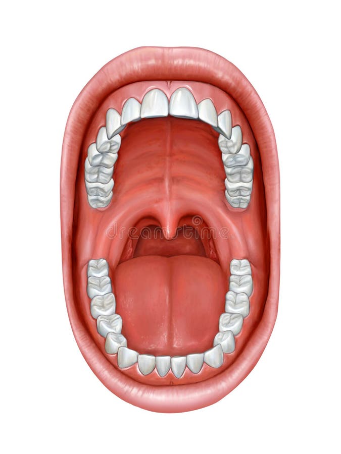 Anatomie de cavité buccale illustration de vecteur