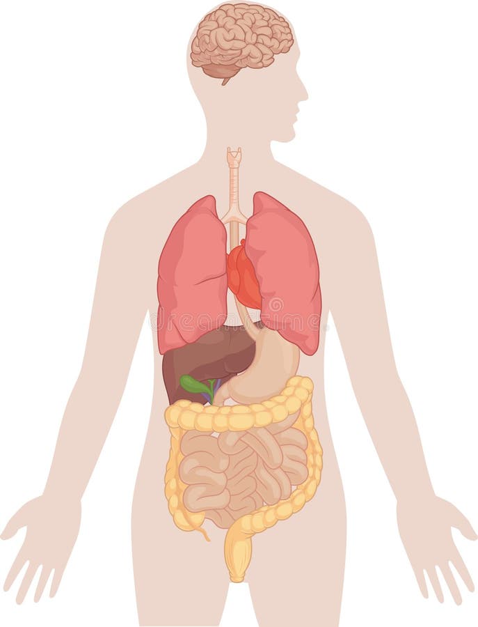 Anatomie de corps humain - cerveau, poumons, coeur, foie, intestins