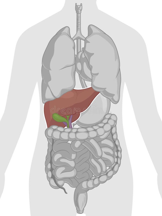 Anatomie Humaine De Vésicule Biliaire Et De Pancréas Illustration Stock -  Illustration du diagnostique, biologie: 74088490