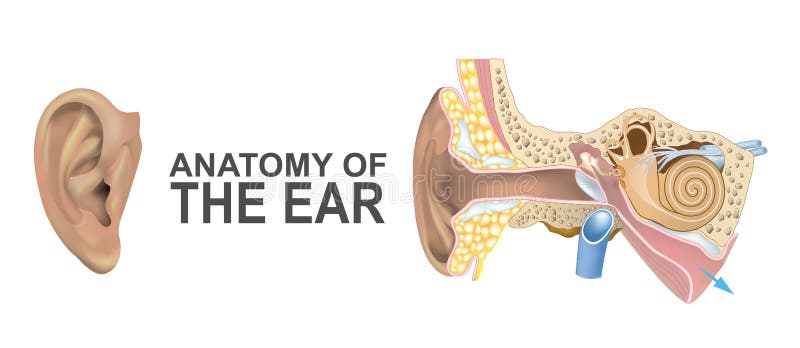 Anatomie de l'oreille illustration stock Anatomie de l'oreille illustration stock