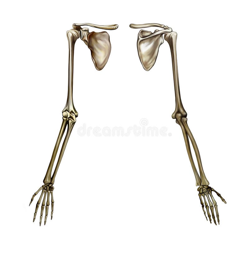 Squelette Humain Vue De Face Et De Dos Illustration Stock - Illustration du  doigt, affiche: 216455954