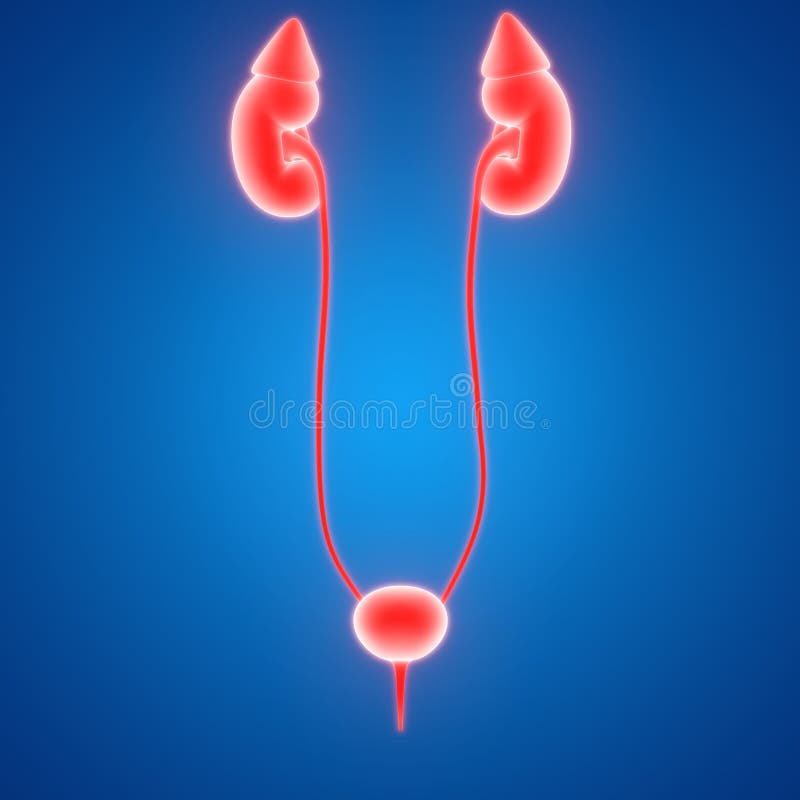 Anatomie de vrouwelijke van Lichaamsorganen (Nieren) royalty-vrije illustratie Anatomie de vrouwelijke van Lichaamsorganen (Nieren) royalty-vrije illustratie