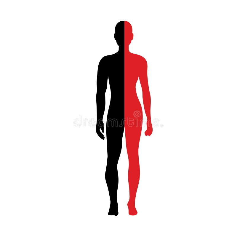 Anatomie der männlichen und weiblichen Hälfte des Körpers lizenzfreie abbildung