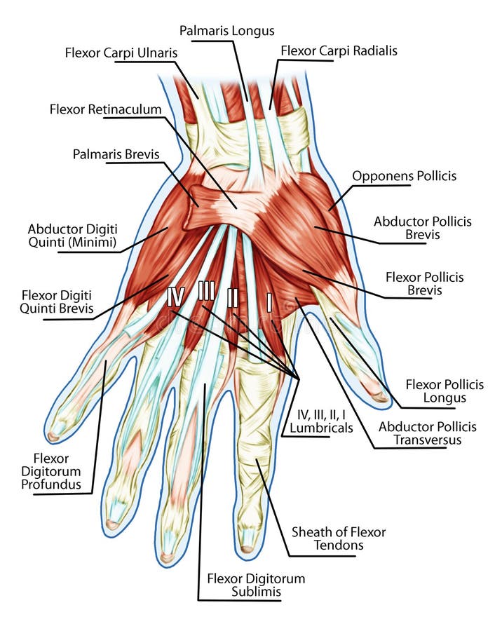 Anatomie des muskulösen Systems - Hand, Palmenmuskel - t vektor abbildung Anatomie des muskulösen Systems - Hand, Palmenmuskel - t vektor abbildung