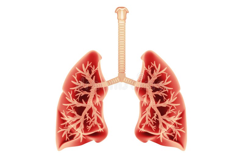 Anatomie Des Poumons Humains Illustration Stock Illustration du santé
