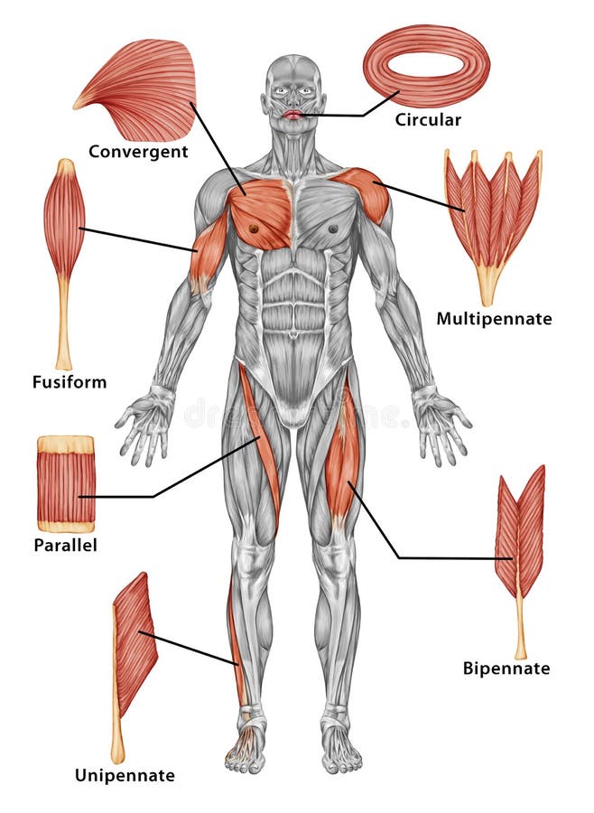 Anatomie du système musculaire mâle - vue postérieure o illustration stock Anatomie du système musculaire mâle - vue postérieure o illustration stock
