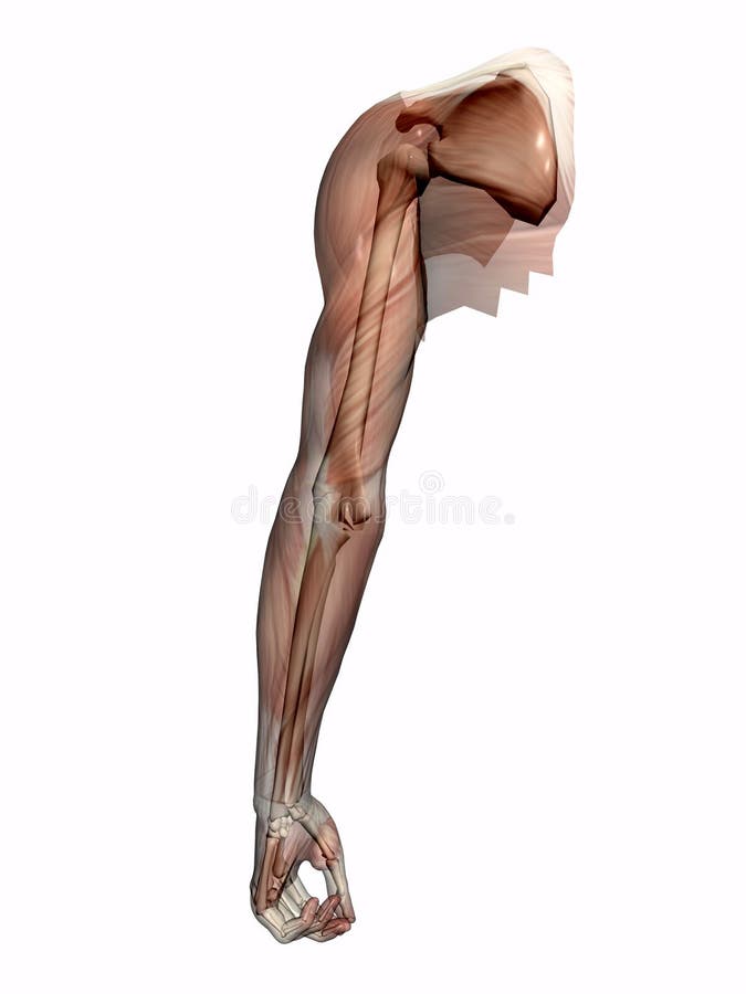 Anatomie Ein Arm Transparant Mit Dem Skelett Stock Abbildung Illustration Von Ausbildung Muskel 200013