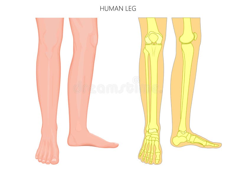 Anatomie en het skelet van het been de fracture_Human been royalty-vrije illustratie Anatomie en het skelet van het been de fracture_Human been royalty-vrije illustratie