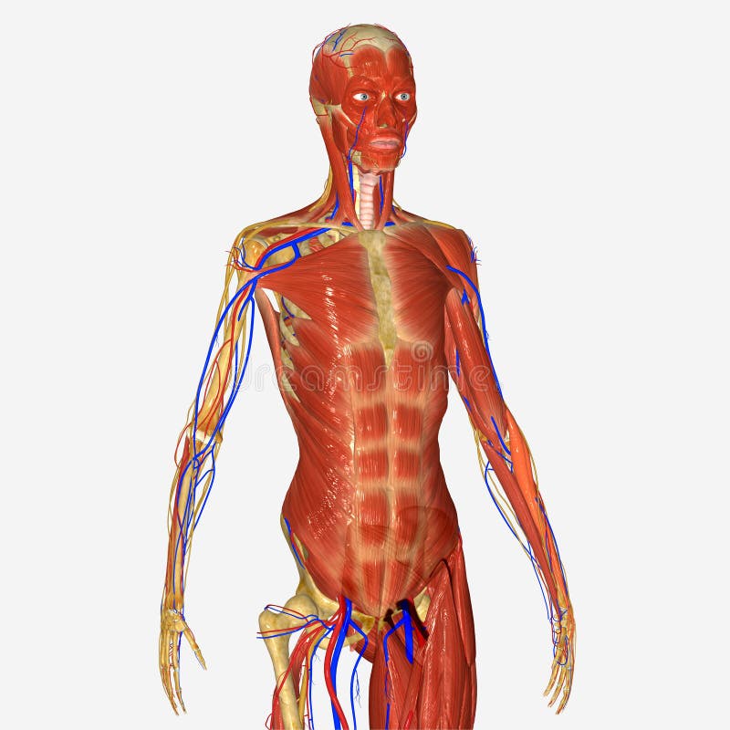 Anatomie Humaine illustration stock