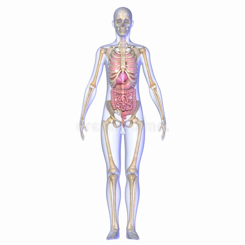 Anatomie Humaine illustration stock